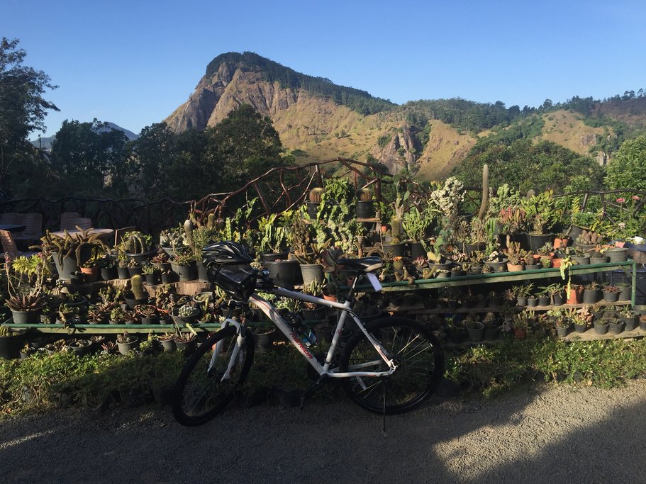 The variety of plants grown in this region is astonishing