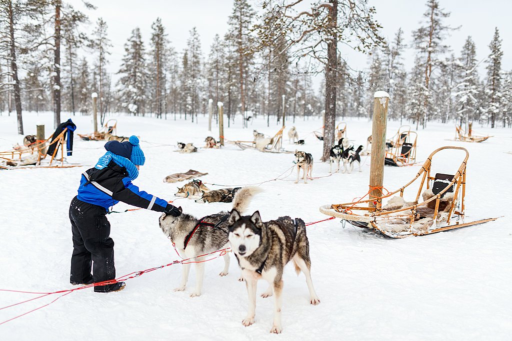 Meet and greet with friendly Huskies