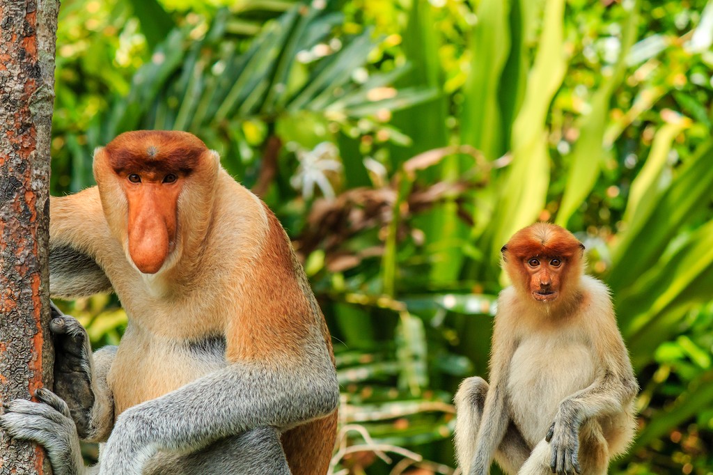 Proboscis monkeys