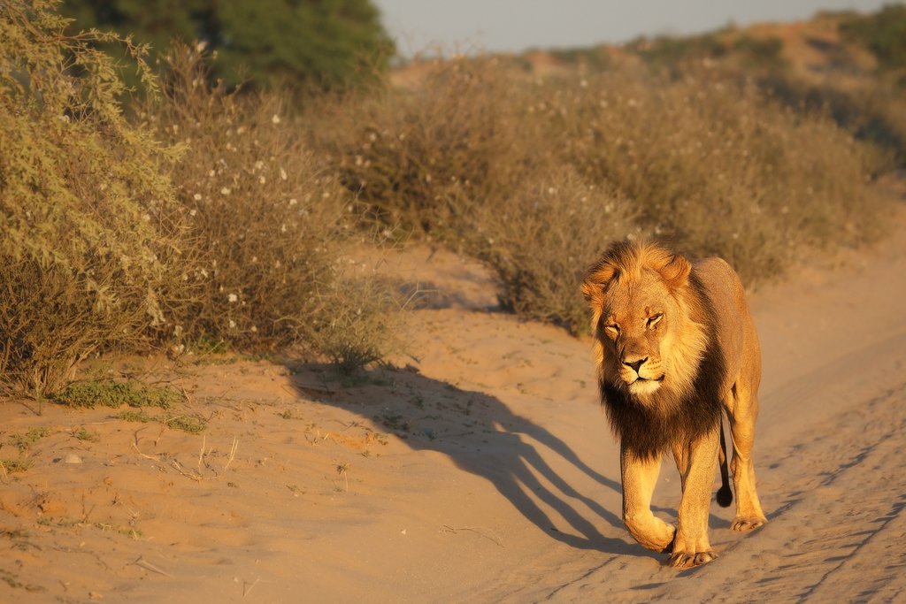 Panthera leo male walking in the Kalahari Desert