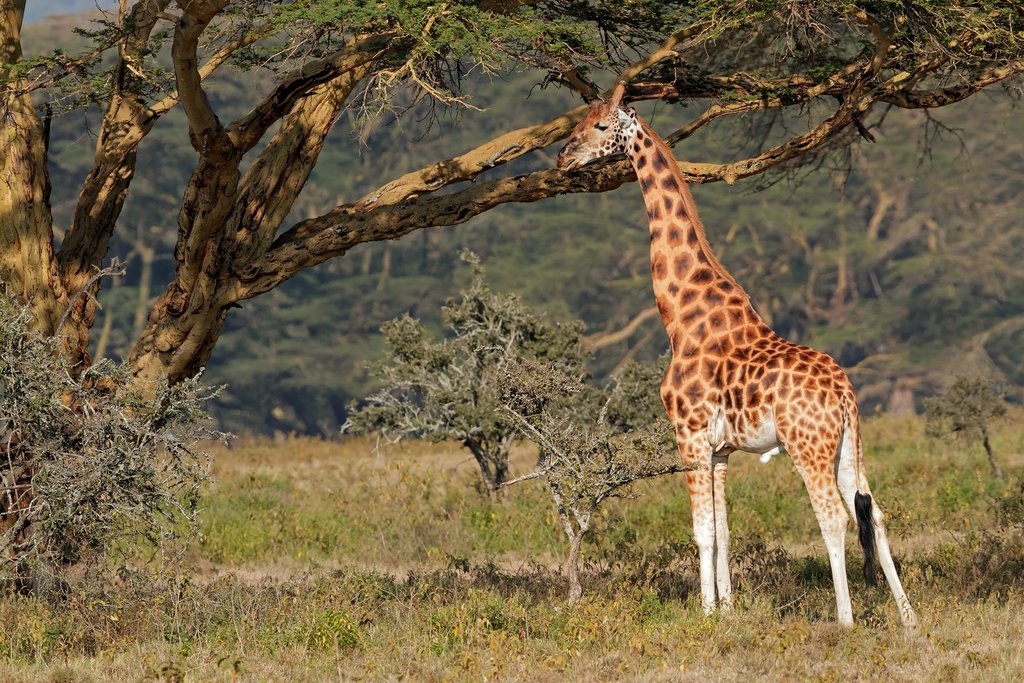 A Rothschilds Giraffe in Lake Nakuru