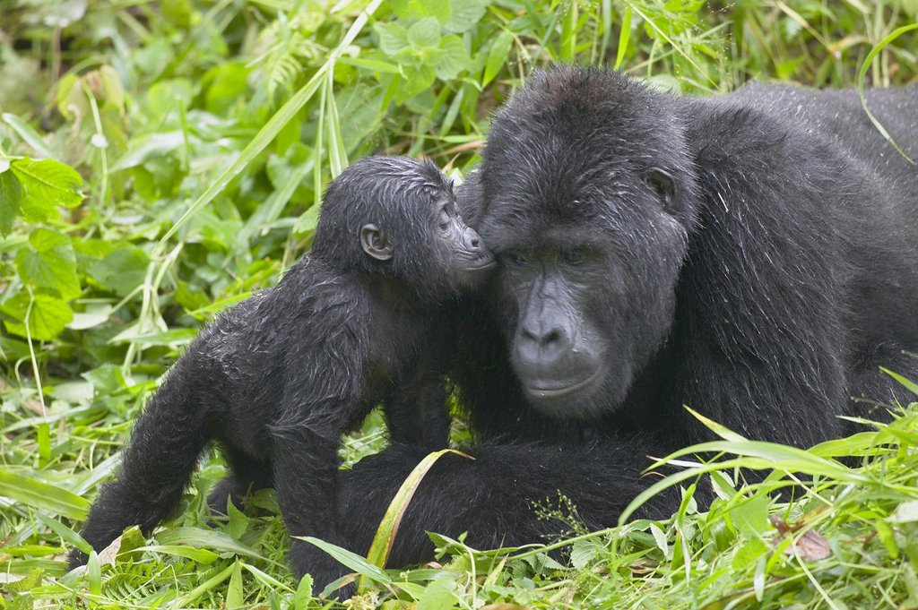 Ultimate Gorilla Trekking Experience