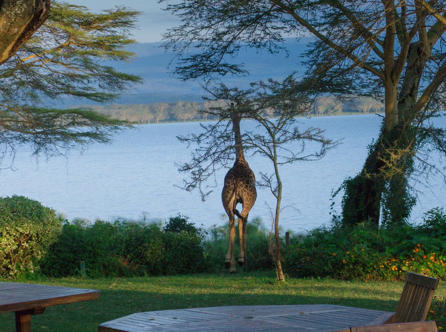 A giraffe on the grounds of the Elsamere Conservation Center