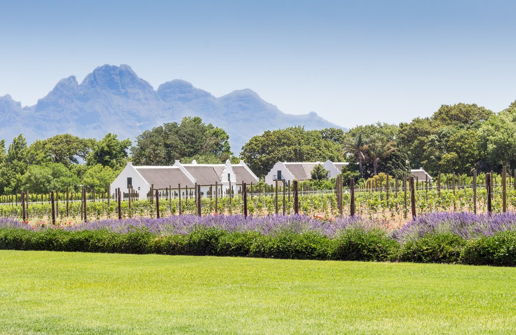 Winery in Franschhoek 