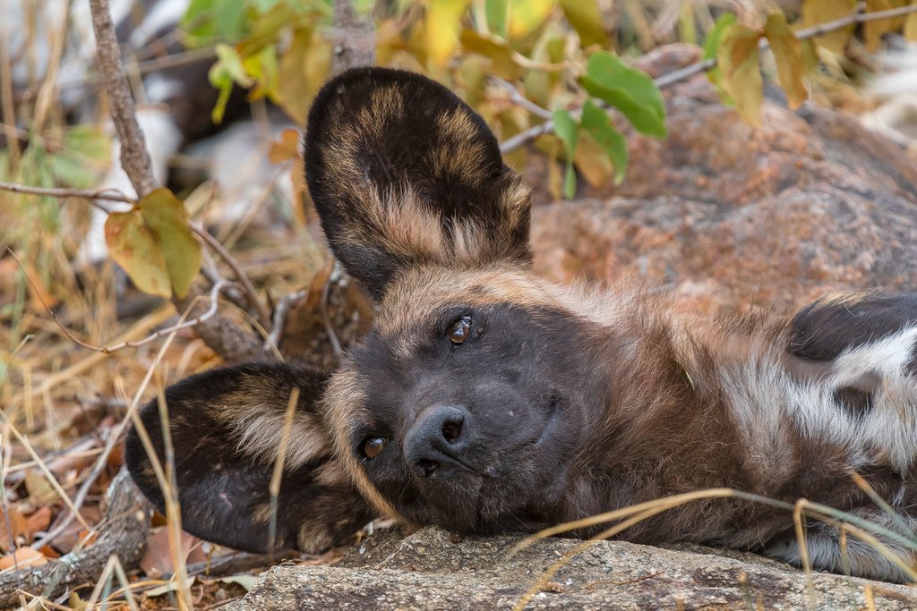 Wild dog