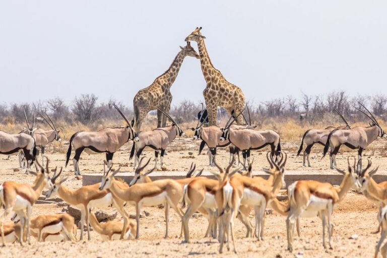 Namibia North to South: Etosha, Sossusvlei & More - 14 Days