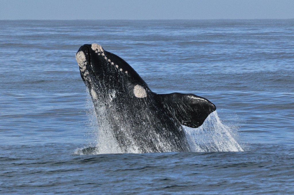 Cape Town Whale Watching