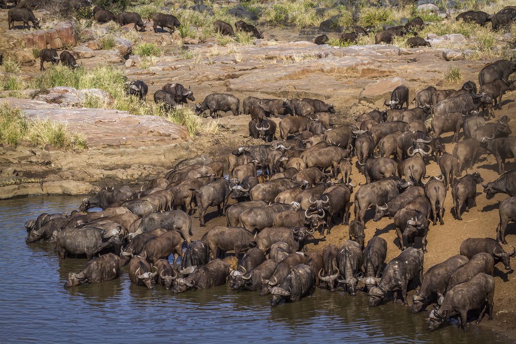 Buffalo bath