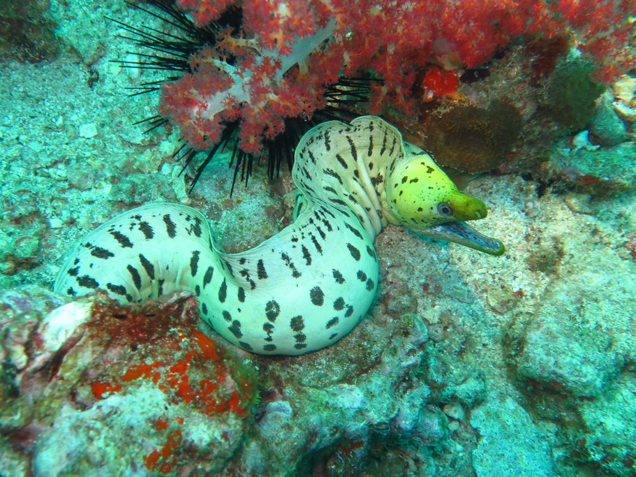Moray eel in the clear tropical water