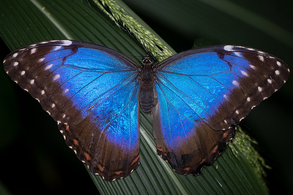 The dazzling Blue Morpho butterfly