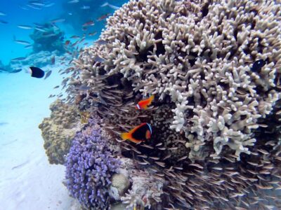 fish coral and clownfish in okinawa island