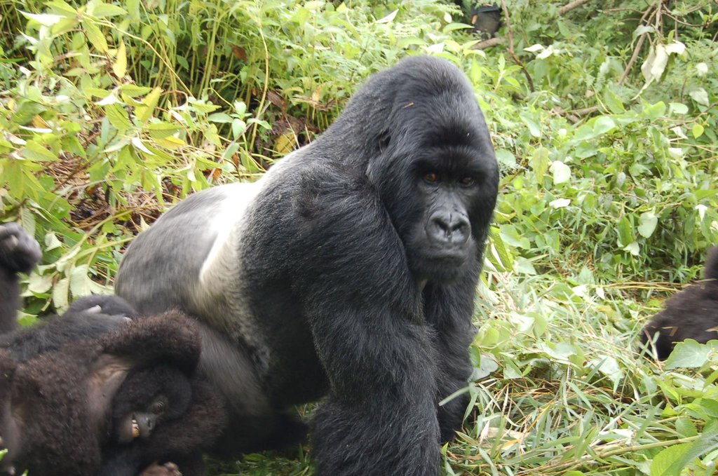 Gorillas trekking in Uganda