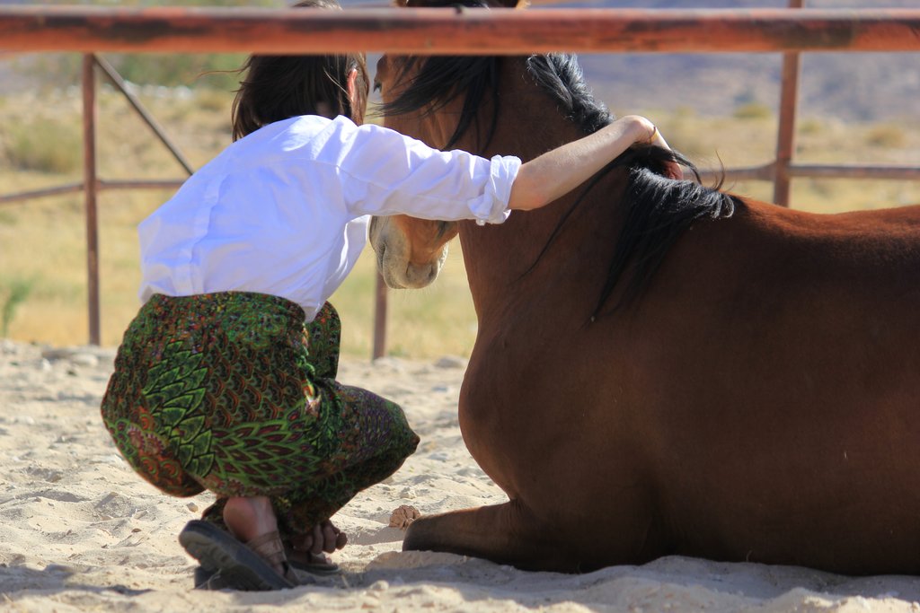 Horse coaching session in Wadi Rum