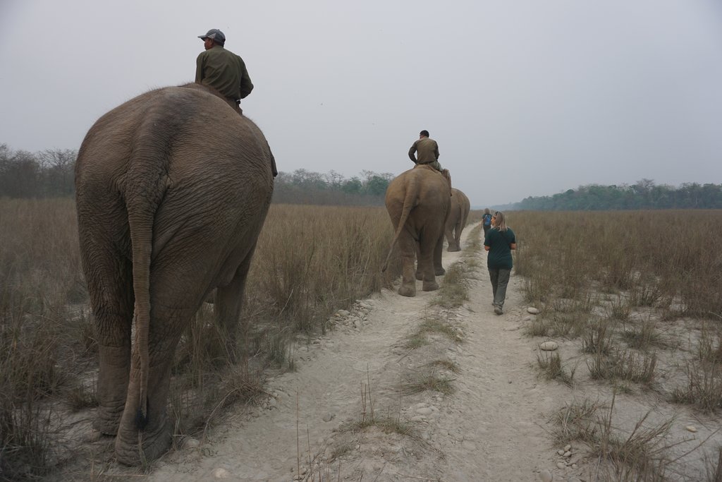 Elephant in the Chitwan Jungle