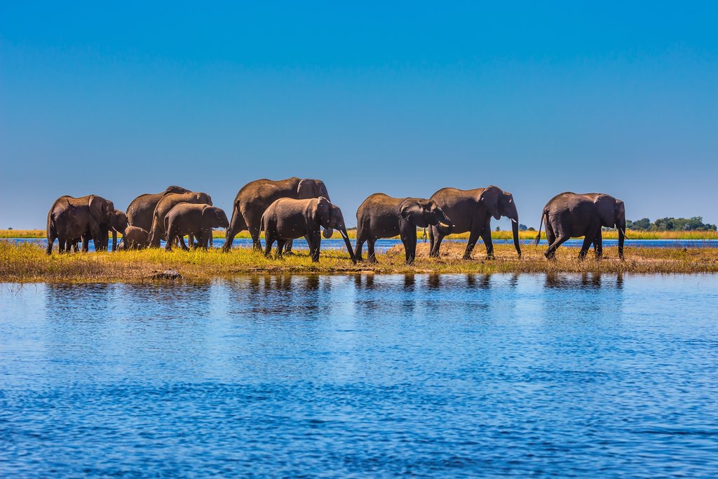 Elephants in Chobe National Park