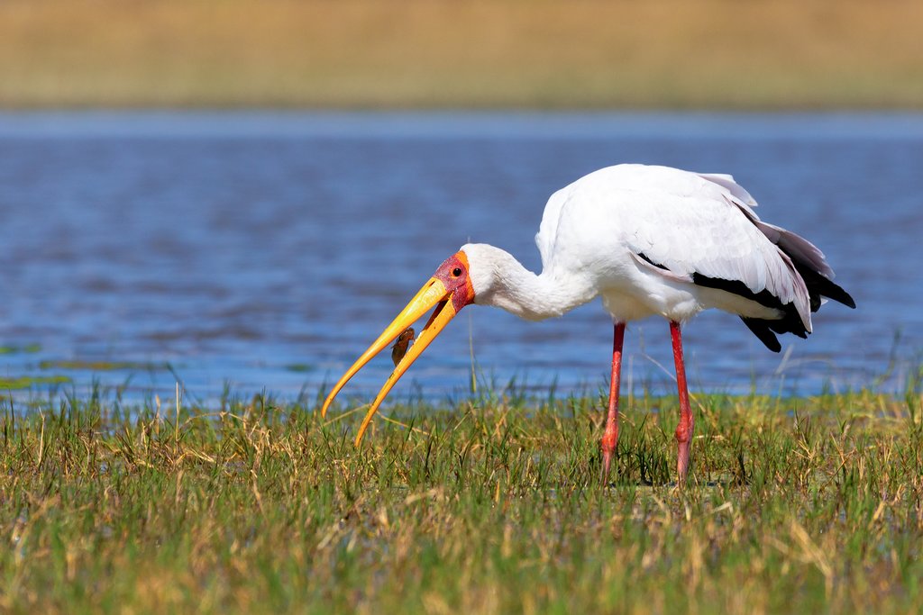 Yellow-billed stork