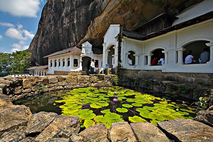Lily pads in Dambulla
