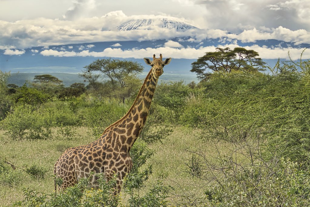 Giraffe in Amboseli National Park