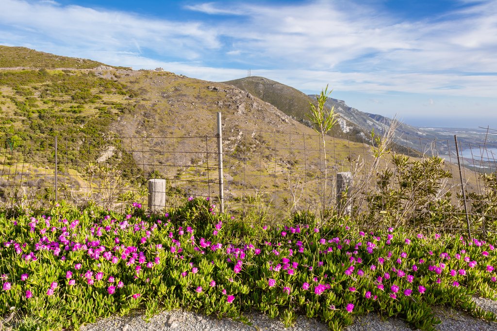 Flowers blooming in spring