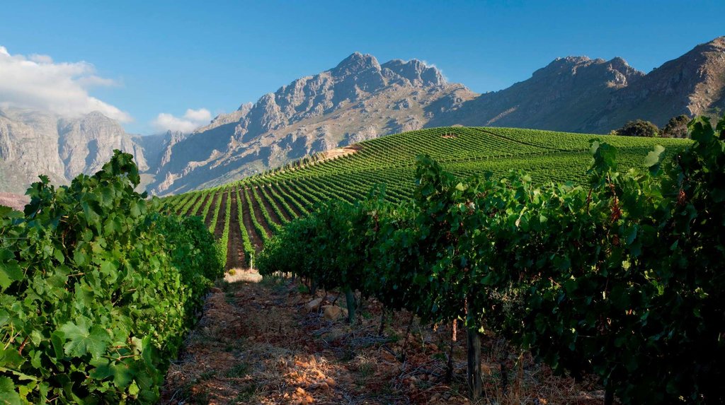 A clear day brings out the luminescent colors of the vineyard