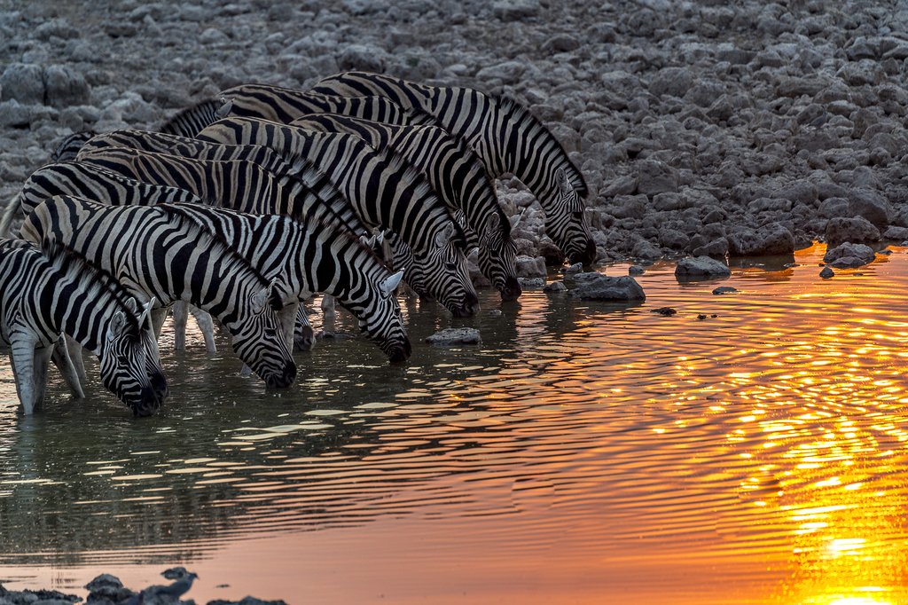 Zebras at Etosha