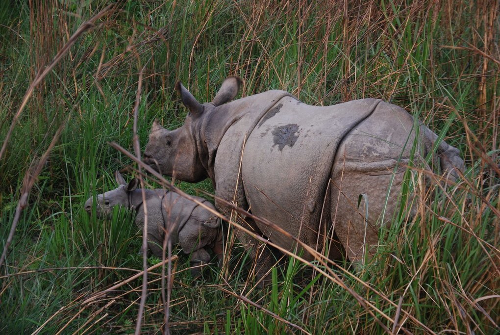 Greater one-horned rhinoceros and calf