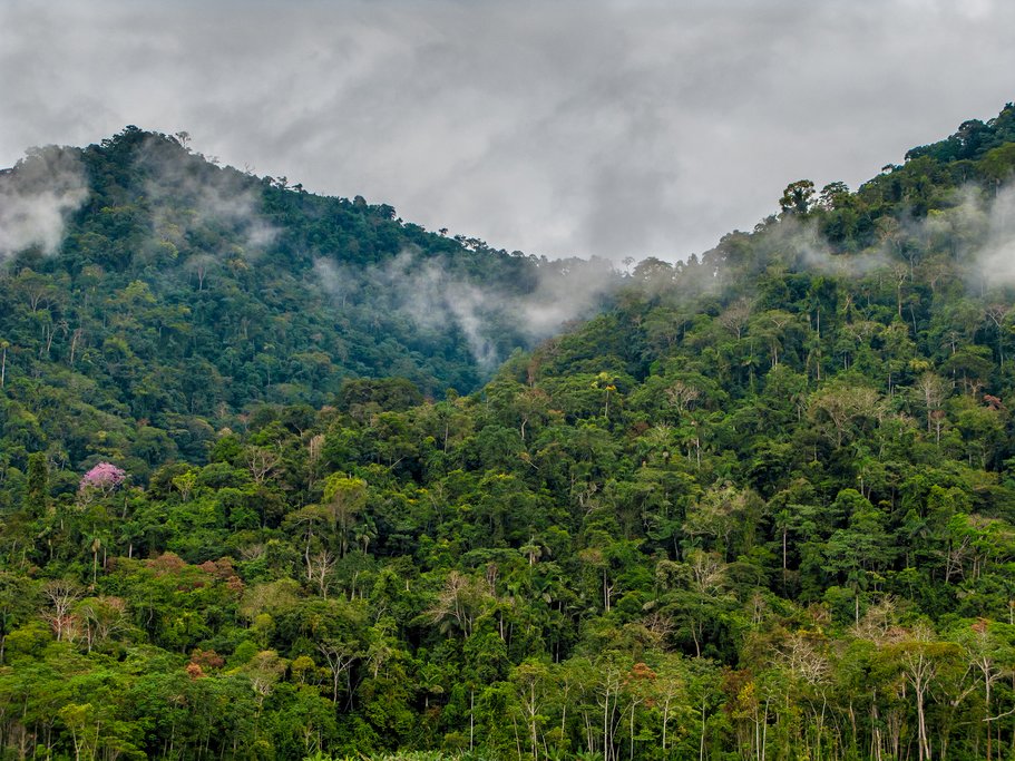 Cloud forest in Manu National Park