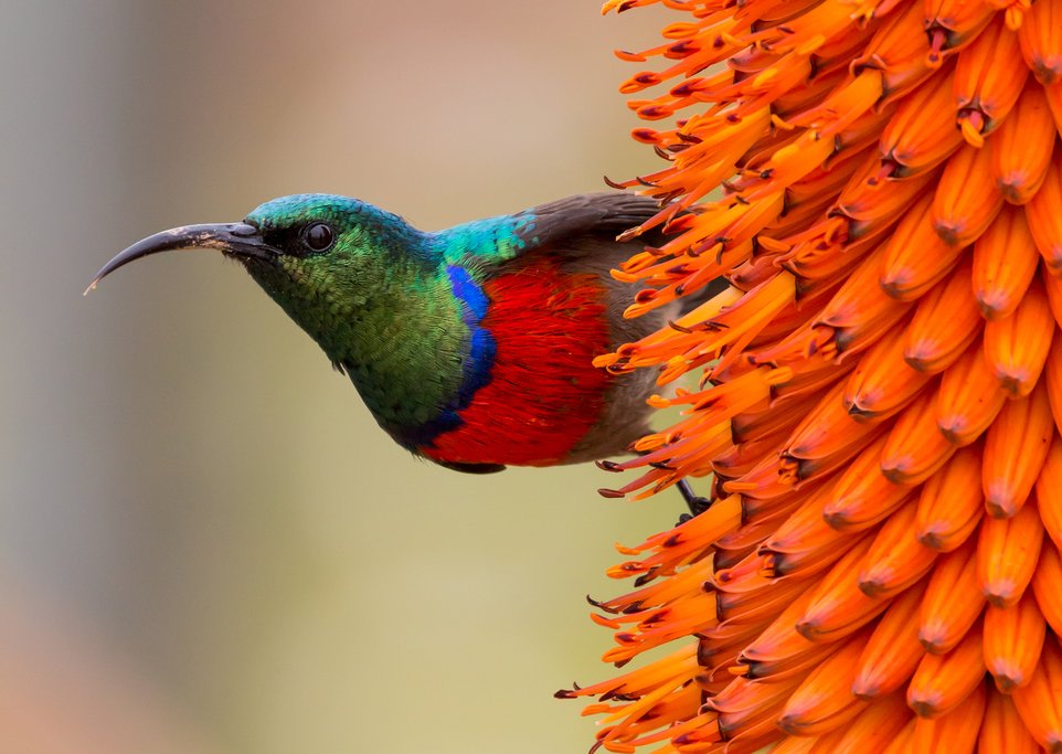 Southern double-collared sunbird