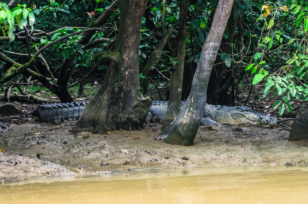 Crocodile on the Kinabatangan River