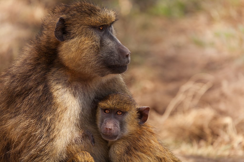 Baboons in Kenya