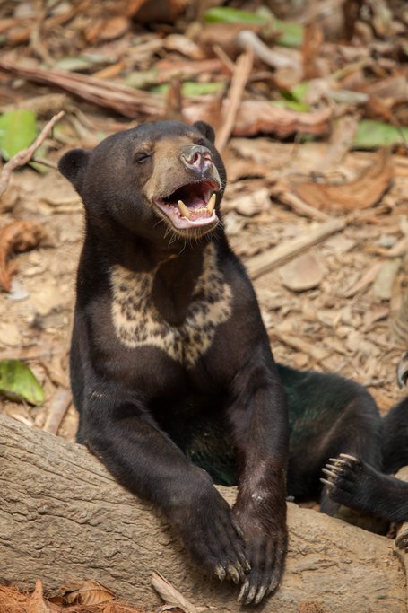 Bornean Sun Bear at BSBCC