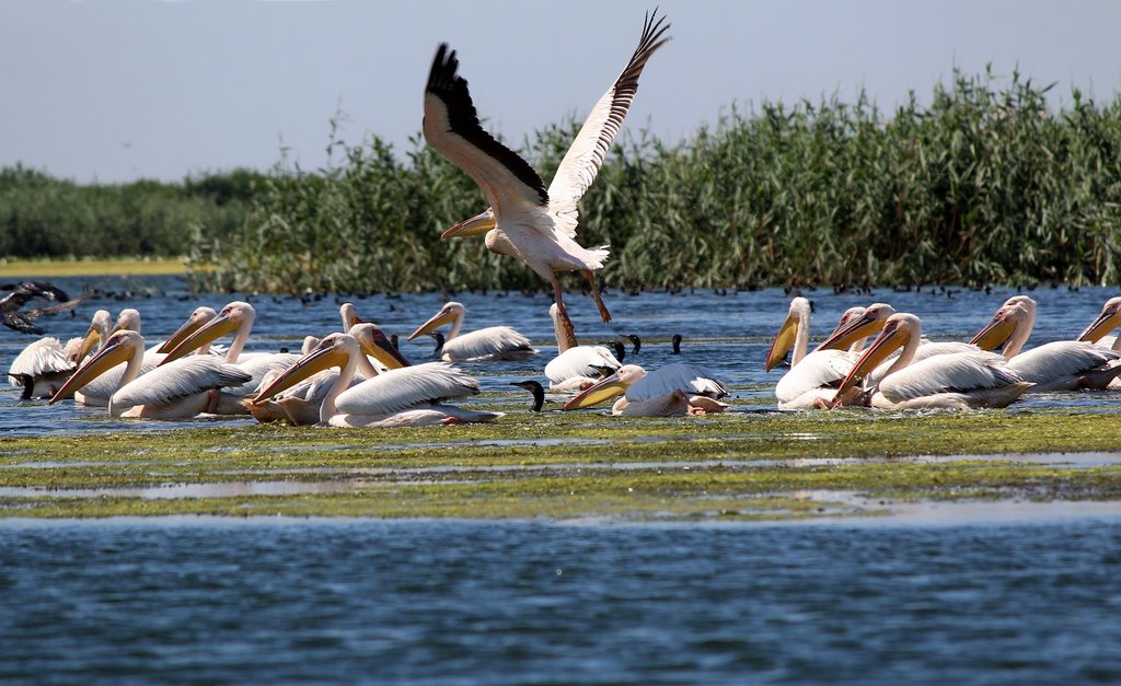 Danube Delta Pelicans