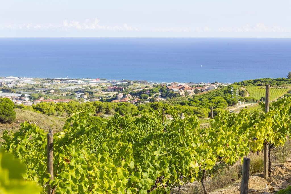 Many of the region's vineyards come with Mediterranean views