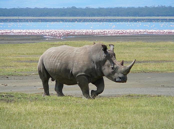 White Rhino in Nakuru park.