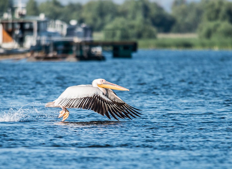 Pelican in flight on the Danube