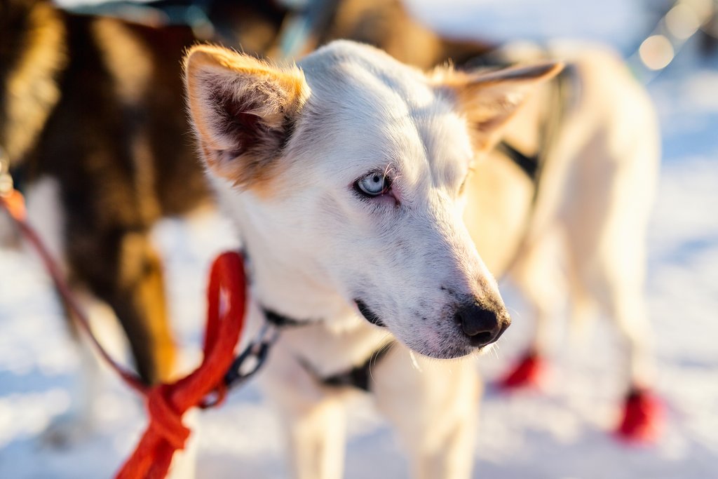 Get more quality time with some huskies