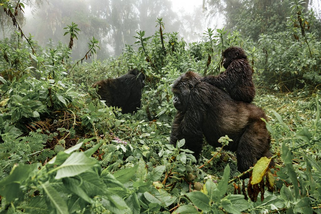 A female mountain gorilla carrying her baby