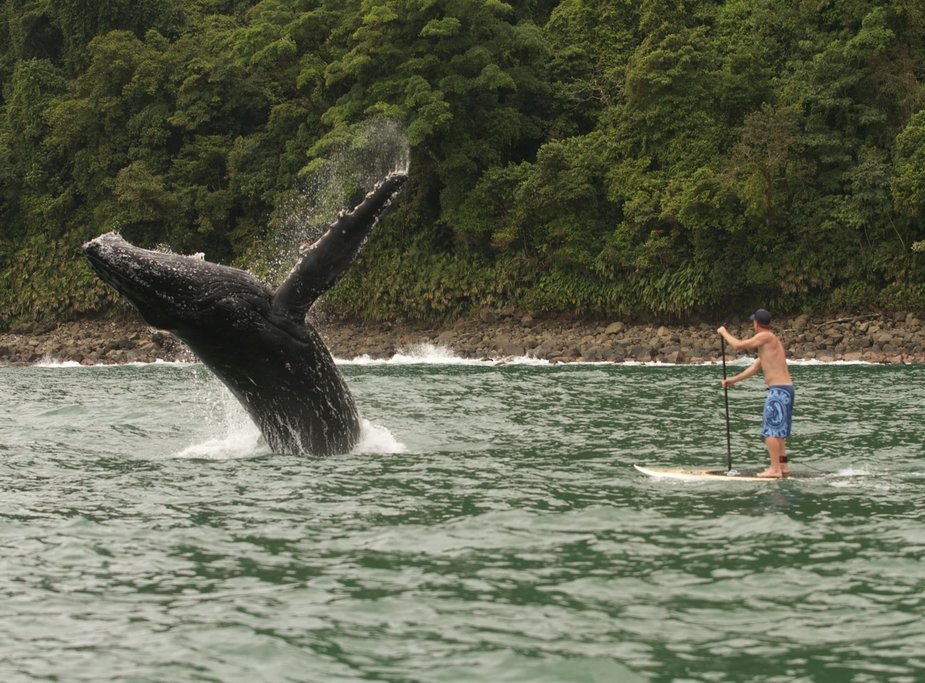 whale watching in El Choco