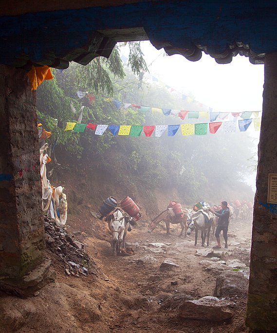 Caravan of mules walking through Taksindu Pass