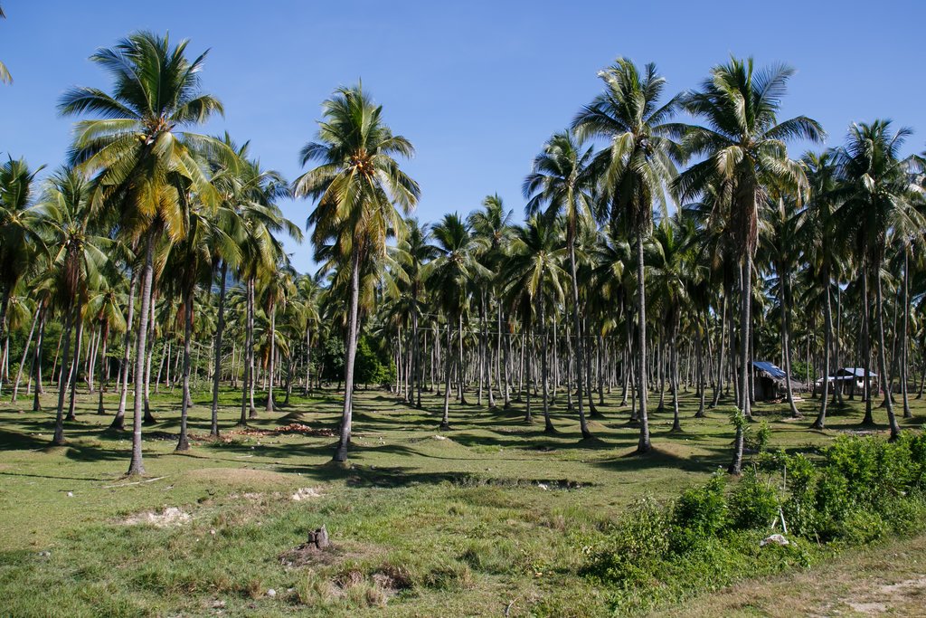 Busuanga coconut plantation, the Philippines