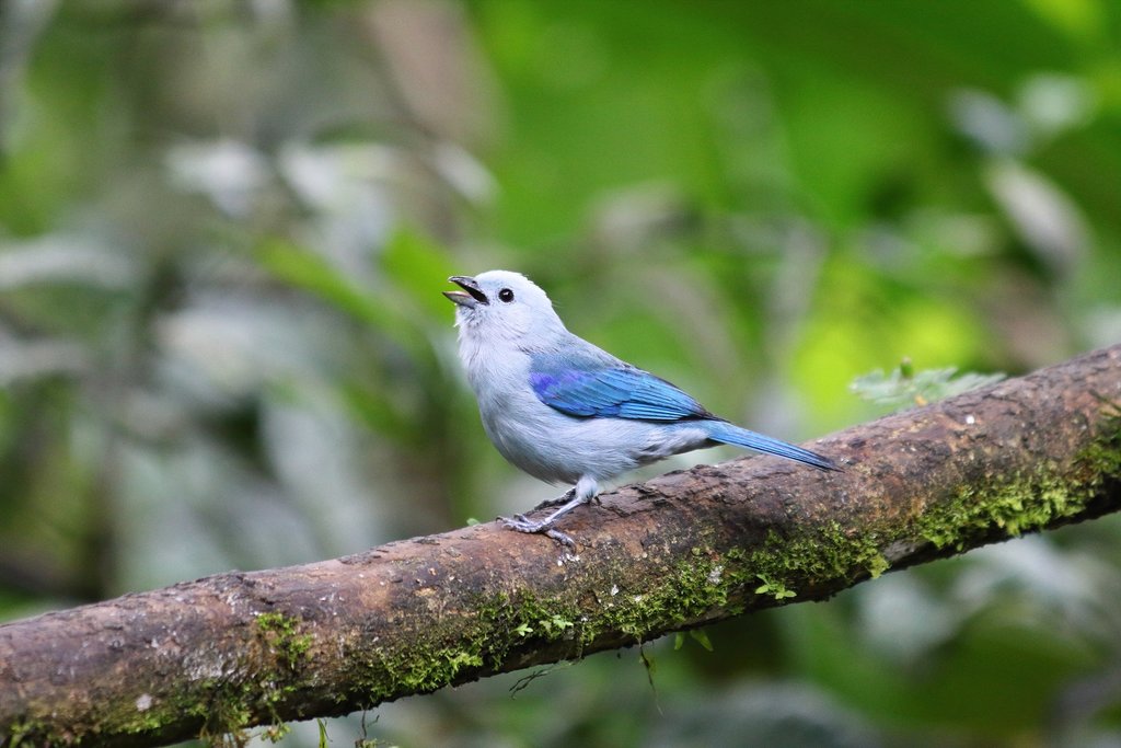 Ecuadorian cloud forest is known for its exotic bird populations