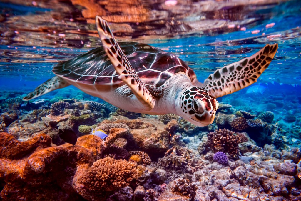 Come face to face with sea turtles on an optional snorkeling trip
