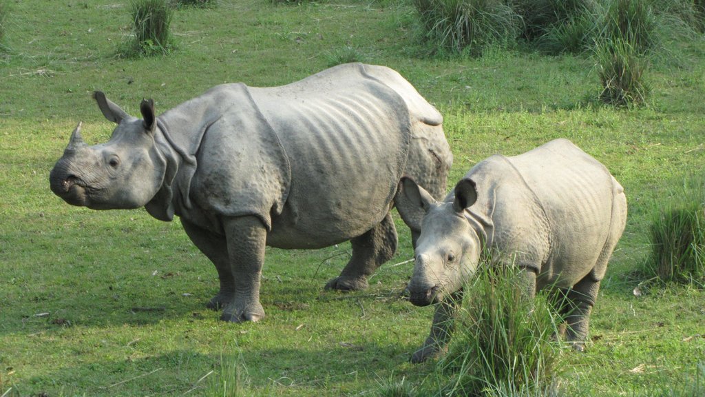 Rhinos in Chitwan National Park