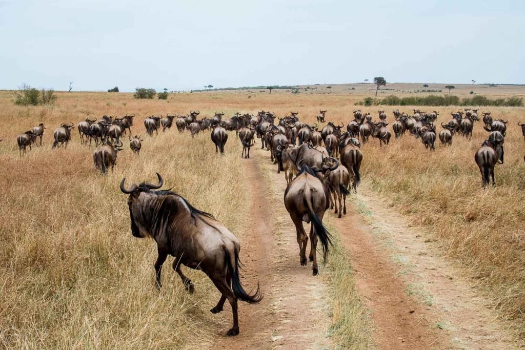 Wildebeest Running Across the Plains