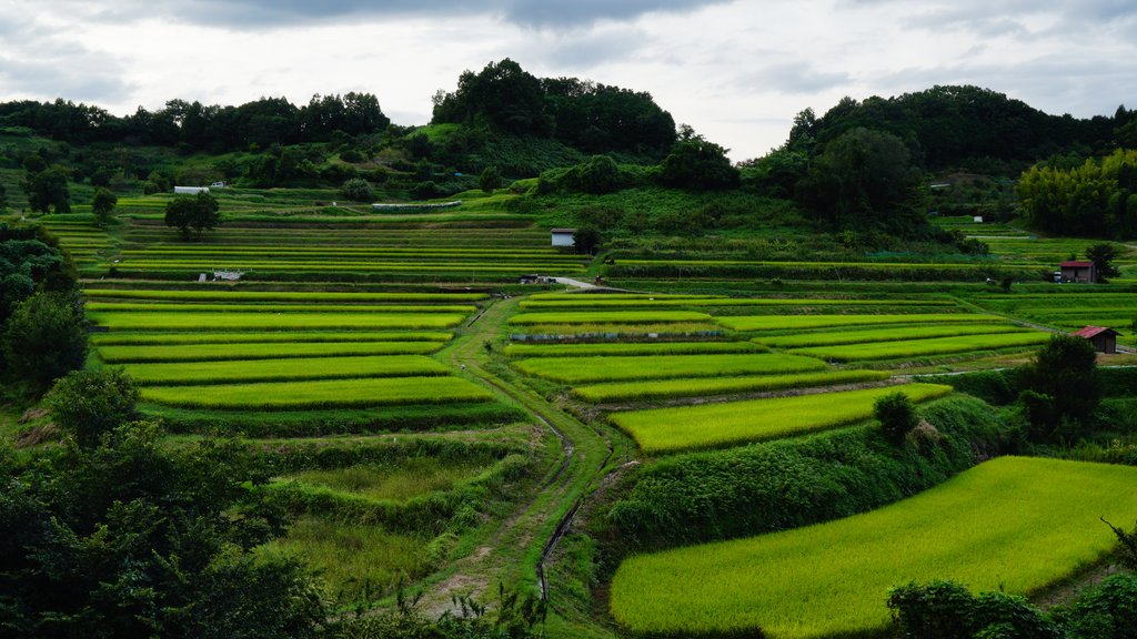 Rice Fields in Asuka (photo courtesy of Kento Kodama/Shutterstock)