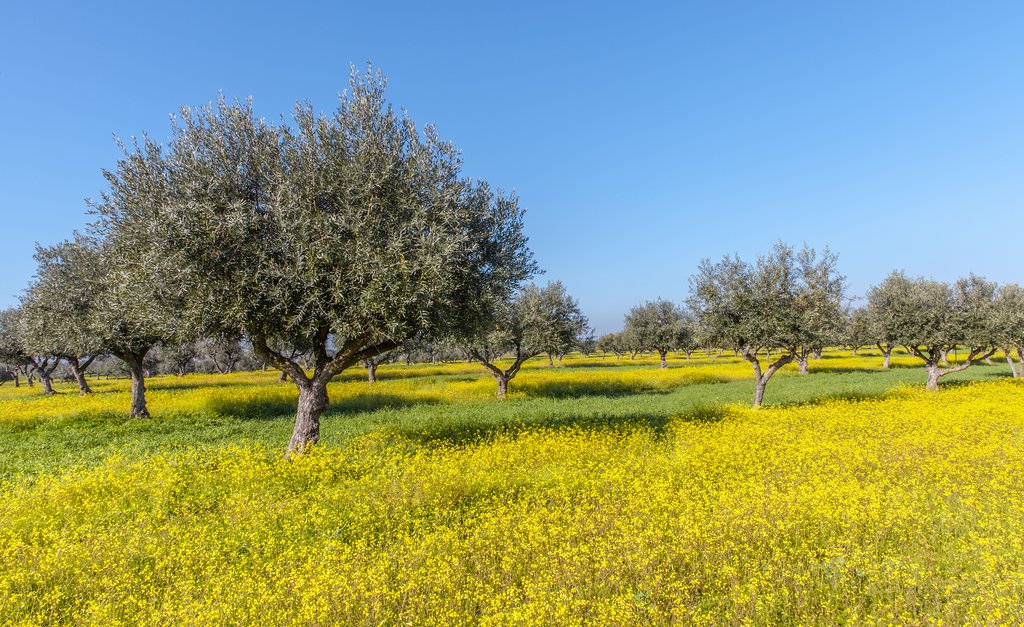 Olive groves in Alentejo