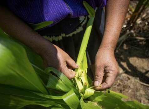 Learning about the corn