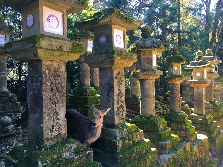 Friendly deer mingle among the ancient statues and lanterns of Nara.