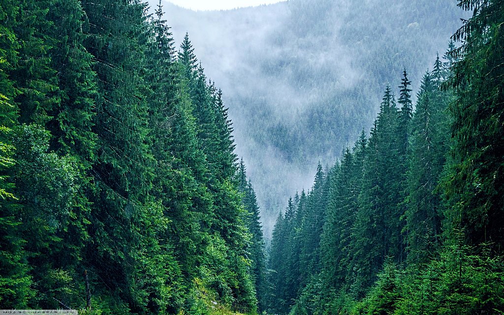 Siriu Forest
