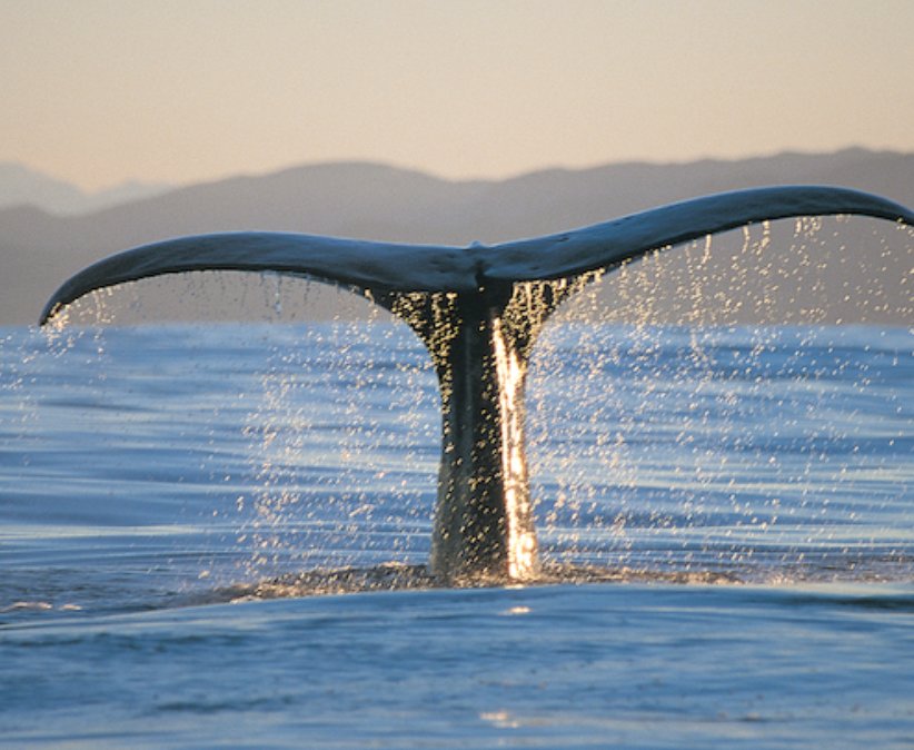 Whale watching Kaikoura